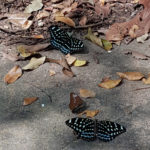 Butterflies near Kbal Spean