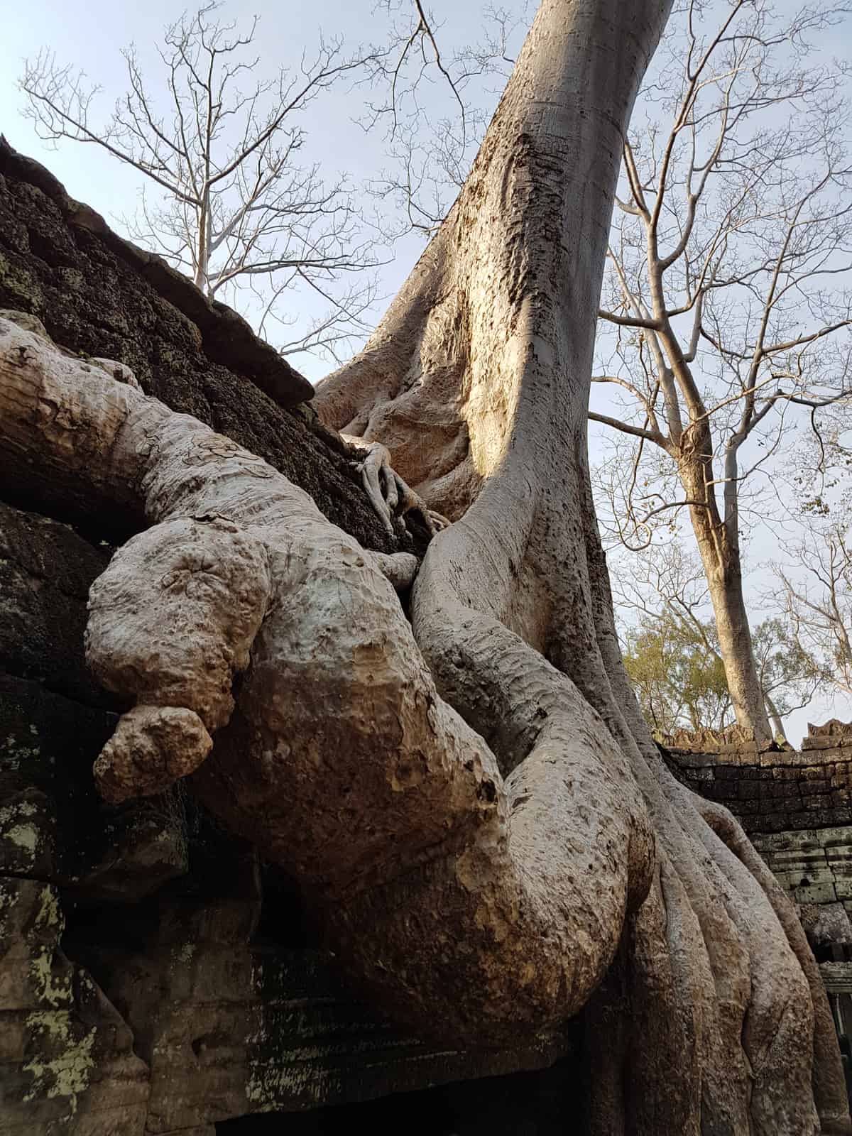 Fig Tree at Angkor