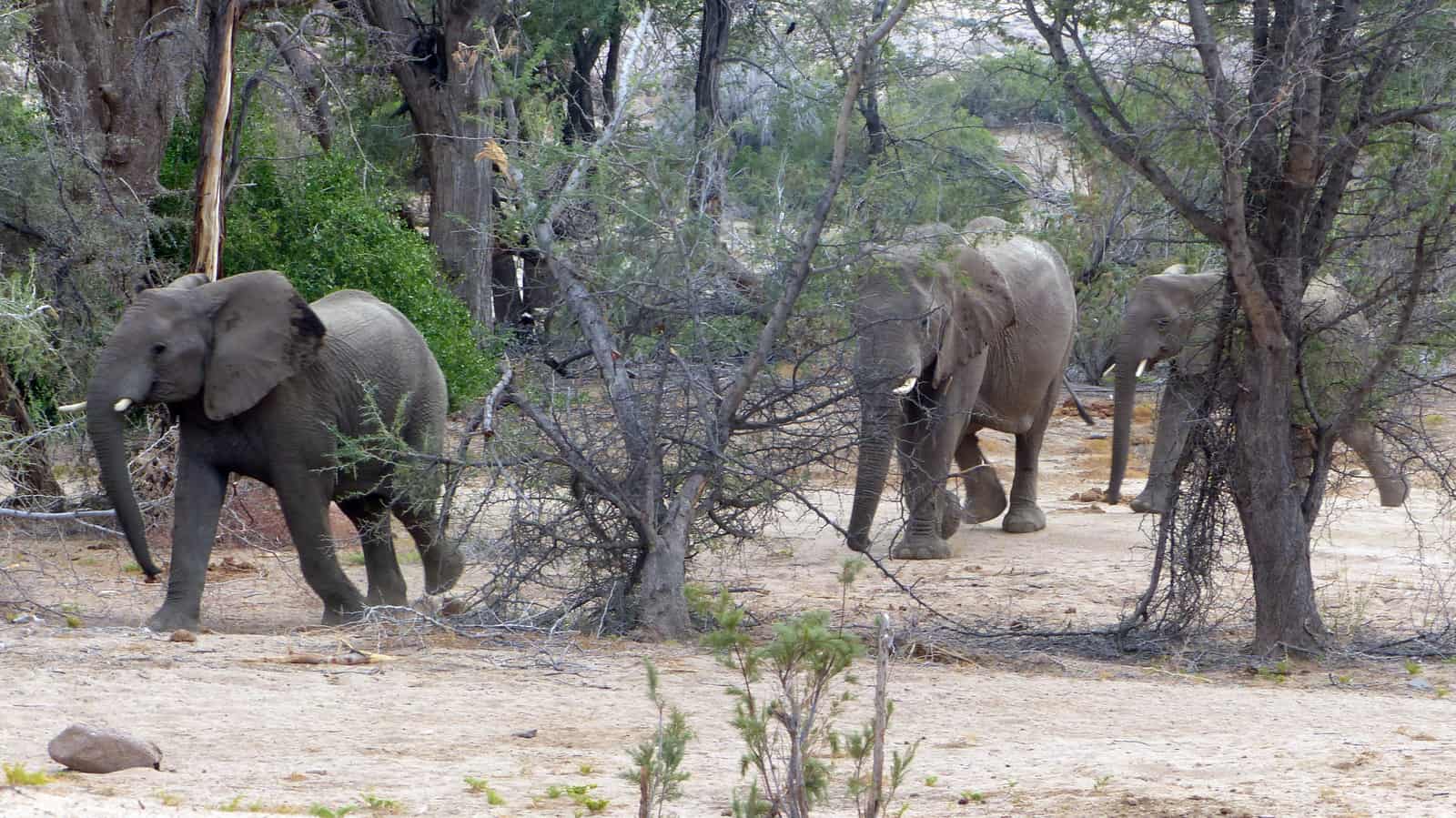 Brandberg Elephants