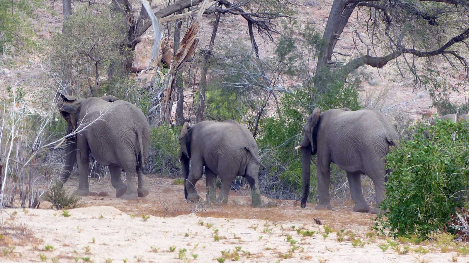 Brandberg Elephants