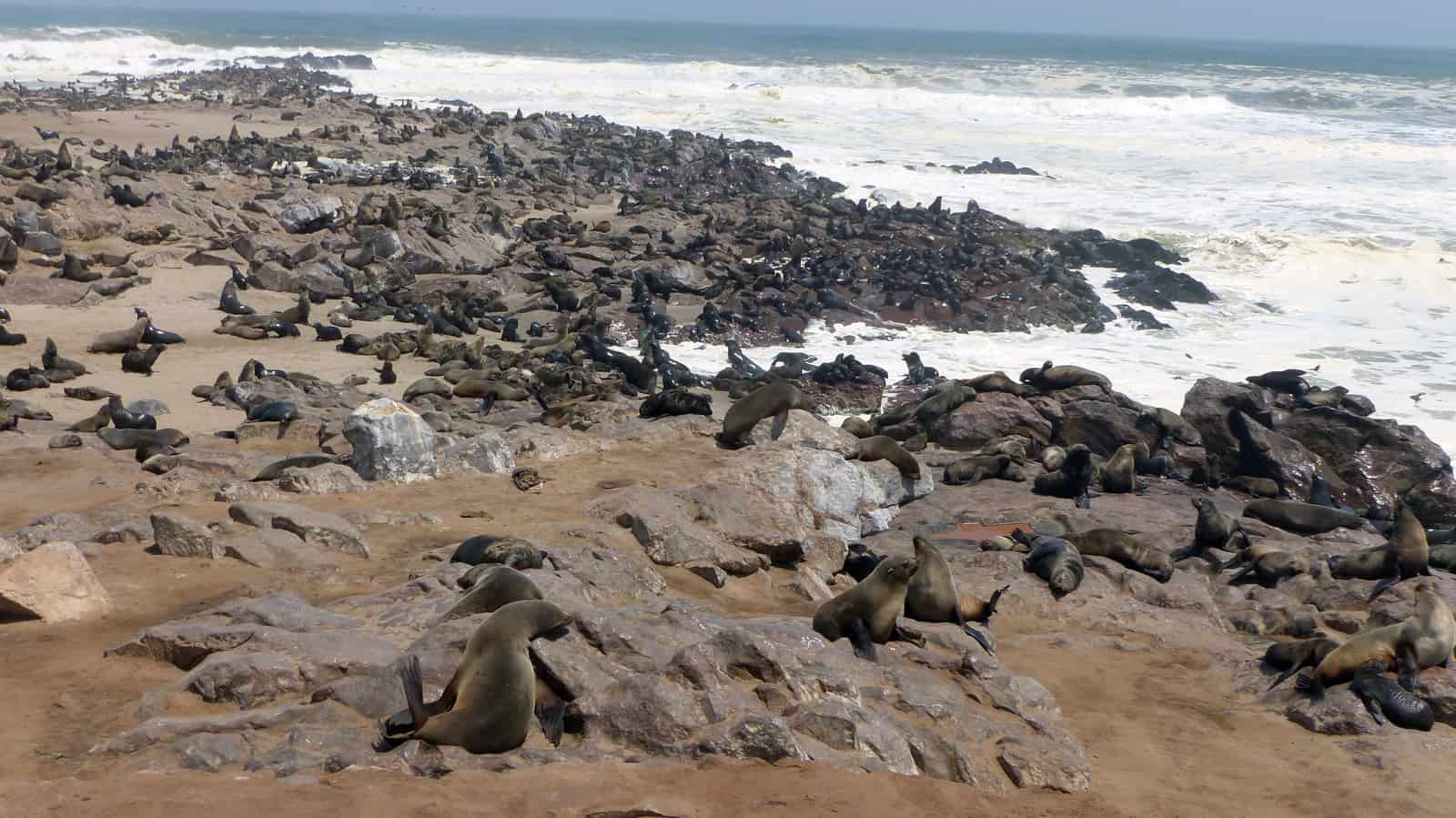 Cape Cross Seals