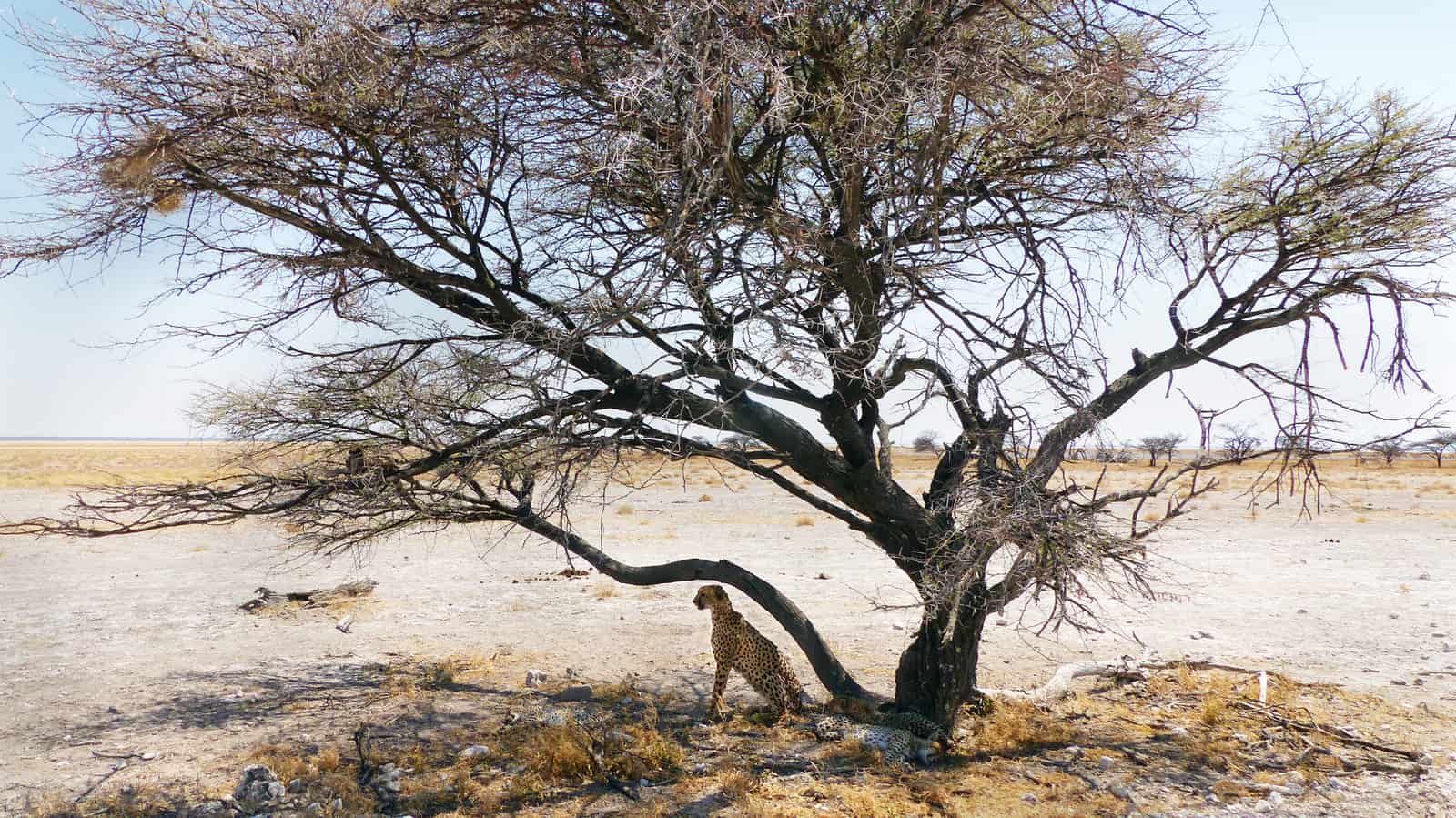 Cheetahs at Etosha, Namibia