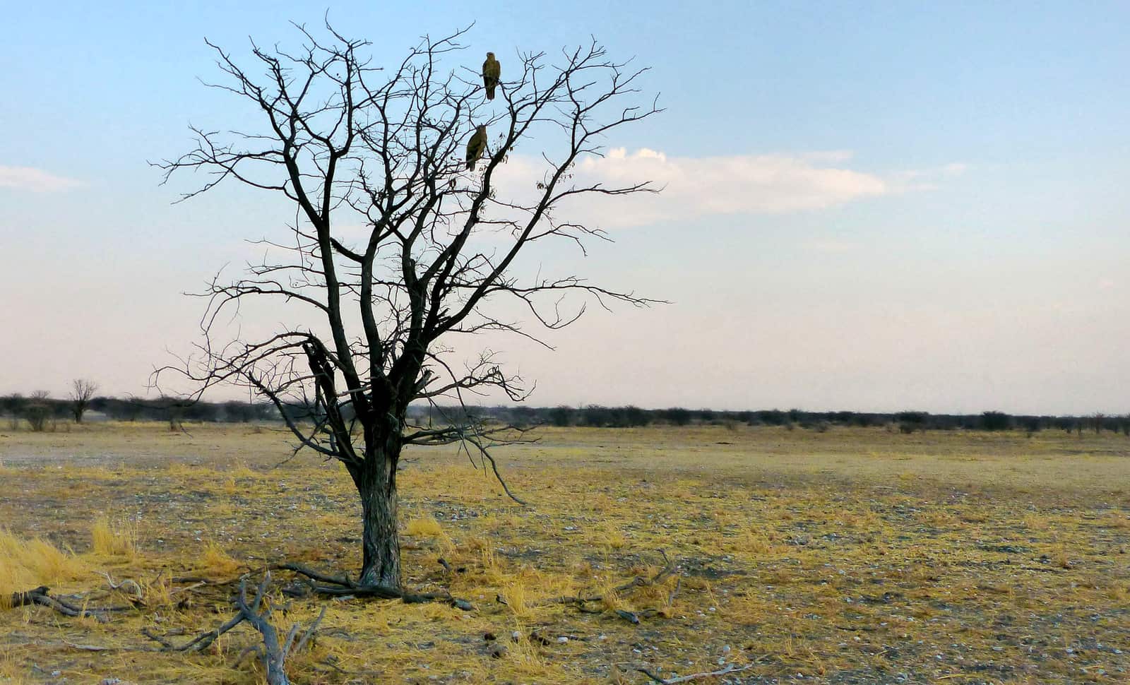 Eagles at Etosha National Park