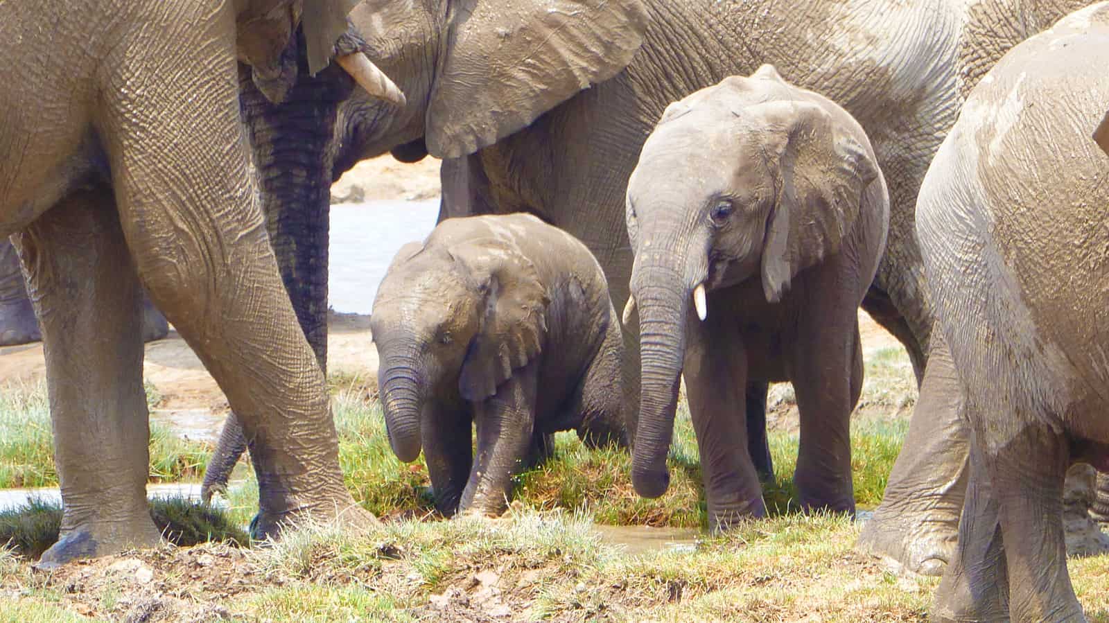Etosha Elephants