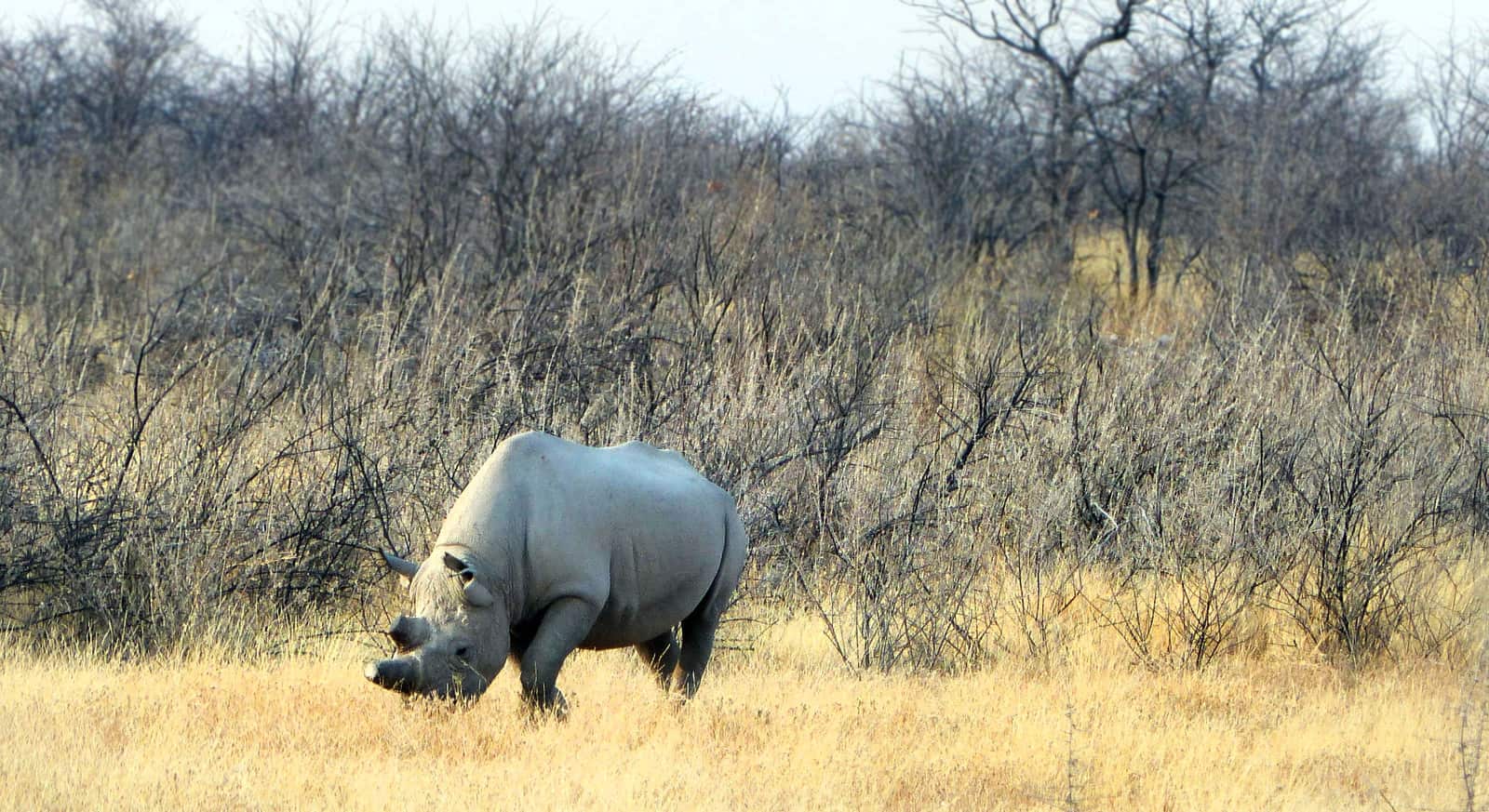 Etosha Rhino