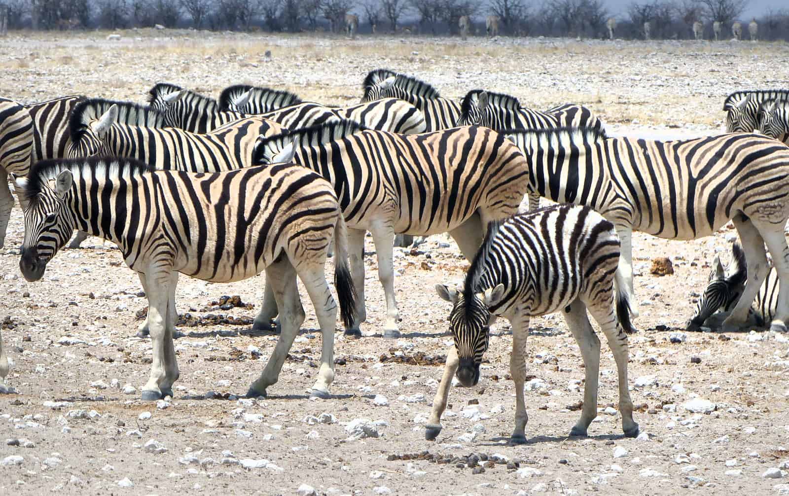 Etosha Zebras