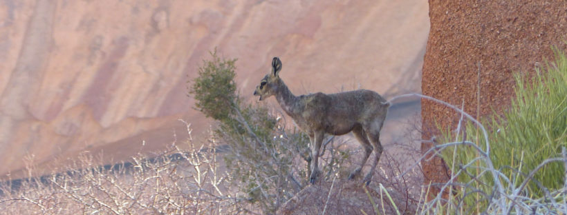 Klipspringer Antelope at Spitzkoppe, Namibia