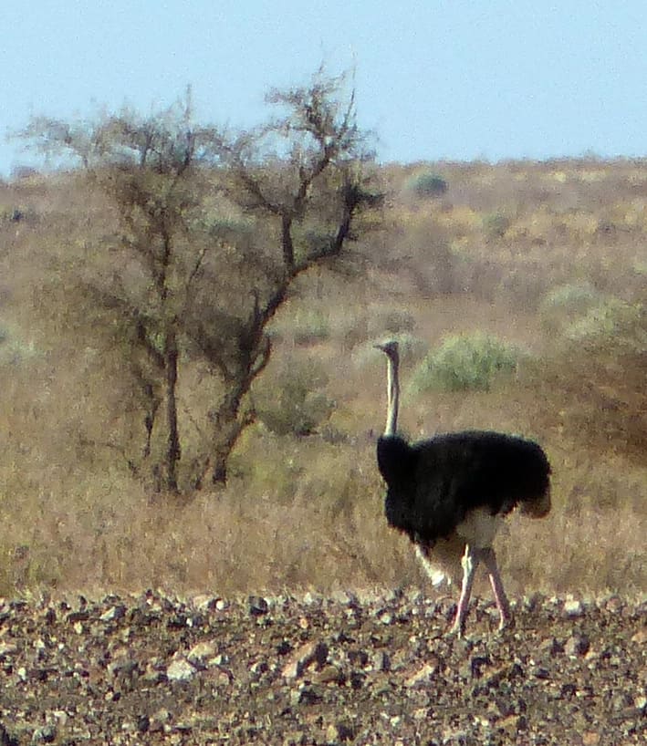 Namibia Ostrich