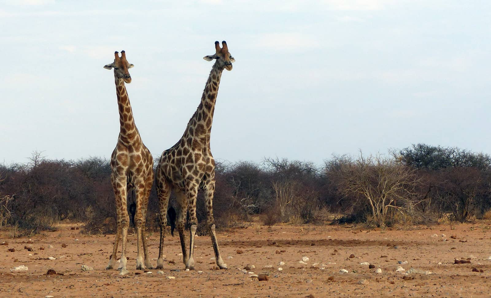 Giraffes at Tsumcor Waterhole, Namibia