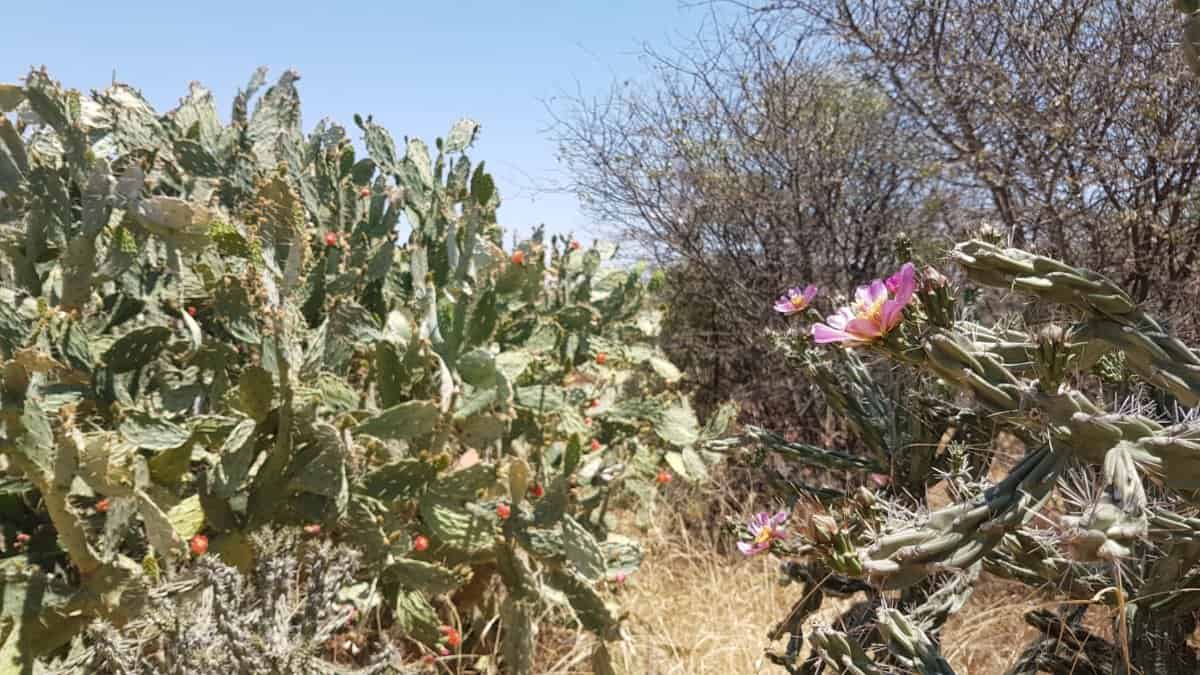 Beautiful cactus plants