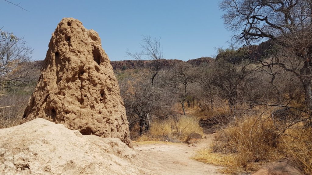 Waterberg Ant Hill