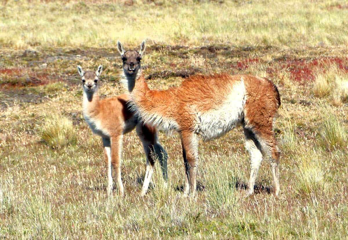 Guanaco with Chulengo at Pali Aike National Park