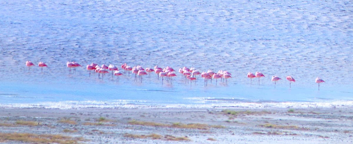 Flamingos at Pali Aike National Park