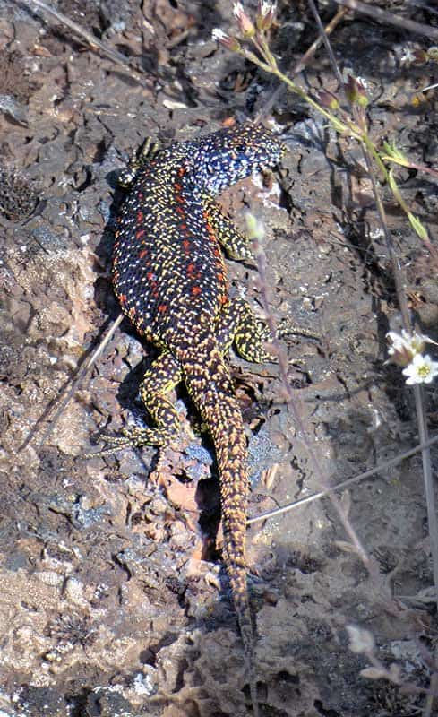 A lizard at Pali Aike National Park